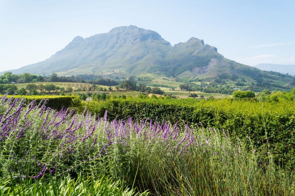 What’s On in the Cape Winelands in February 2026