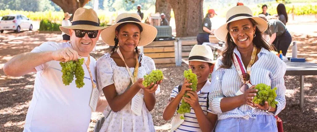 What’s On in the Cape Winelands in February 2026 6 Delheim Harvest