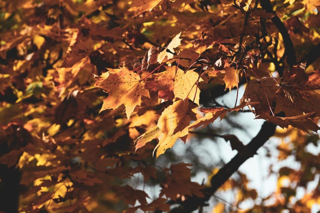 Why Autumn in Franschhoek is the Secret Season You’ve Been Missing